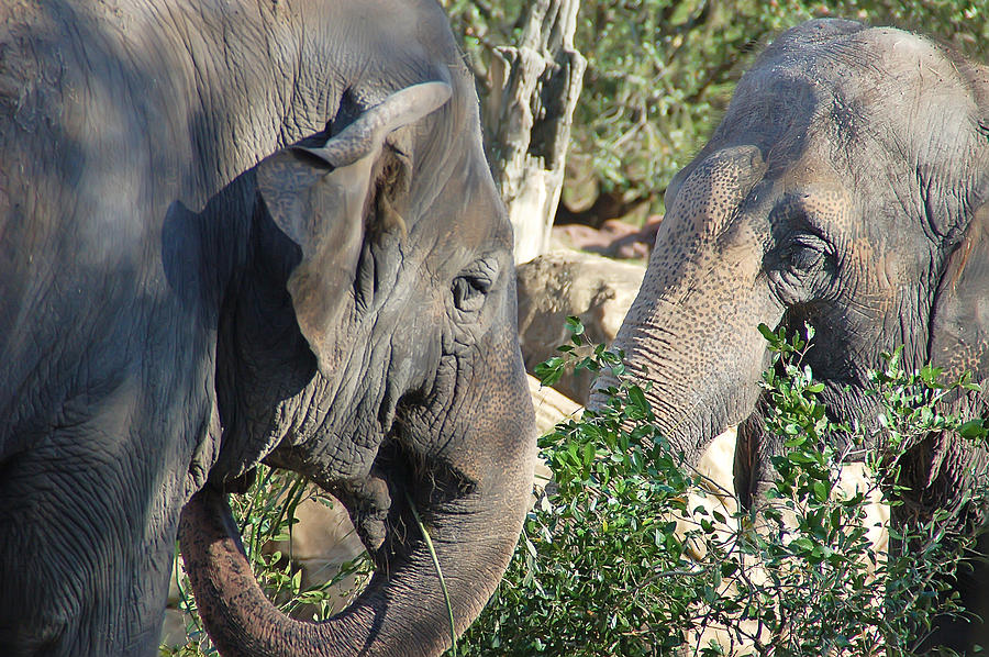 Two Elephants Photograph by Aimee L Maher ALM GALLERY