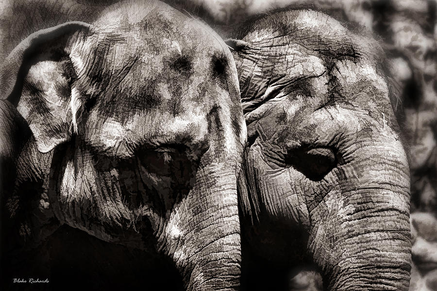 Two Elephants Photograph by Blake Richards