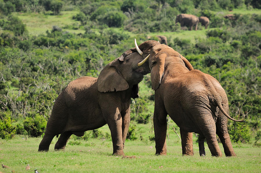 Two Elephants Fighting Photograph by Grobler Du Preez