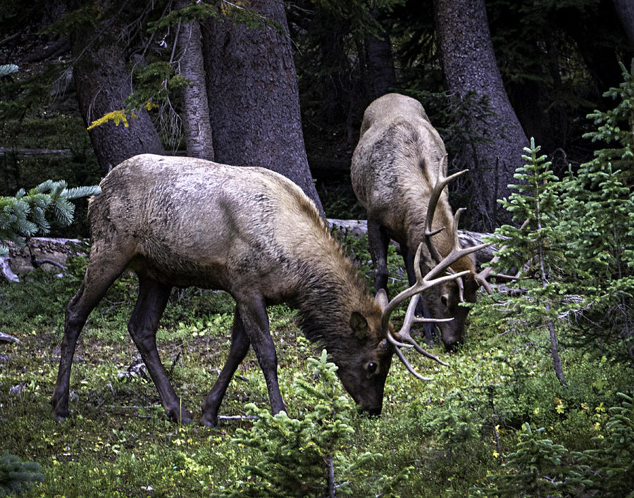 Two Elks 0977 Photograph by Deidre Elzer-Lento