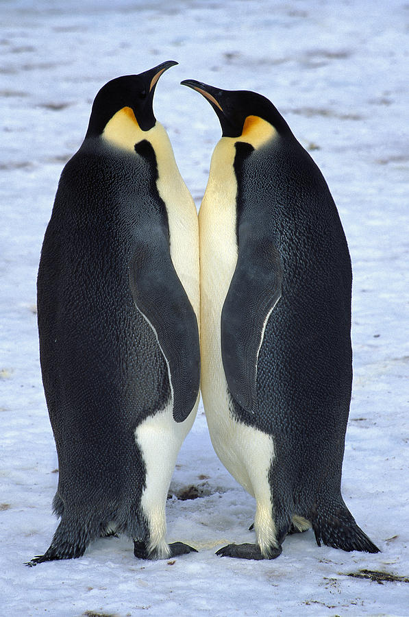 Two Emperor Penguins Face To Face Photograph by Colin Monteath