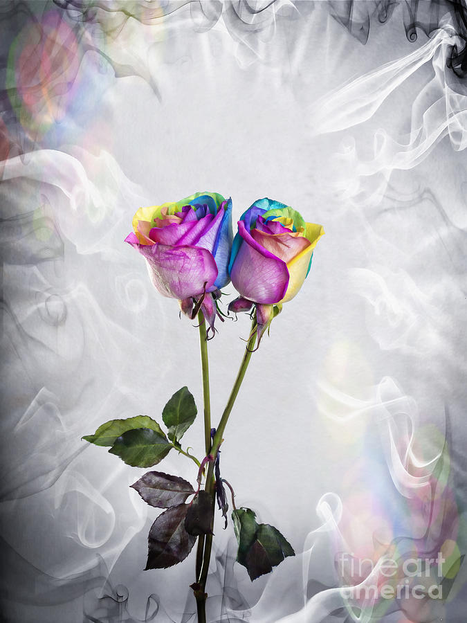 Two entwined Kaleidoscope roses Photograph by Linda Matlow