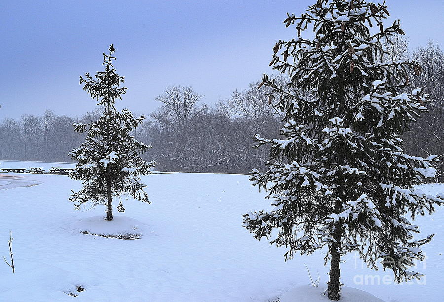 Two Evergreen Trees In Snow Photograph