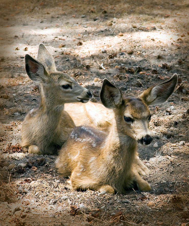 Two Fawns Photograph by Melinda Fawver