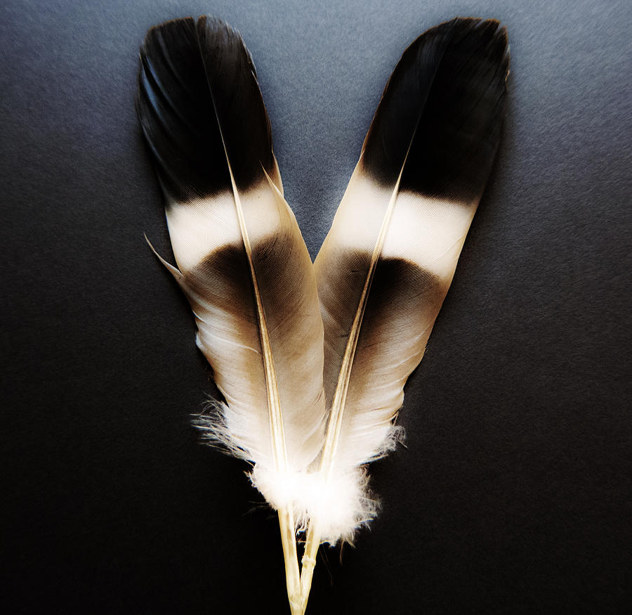 Two Feathers Photograph by David Pixels