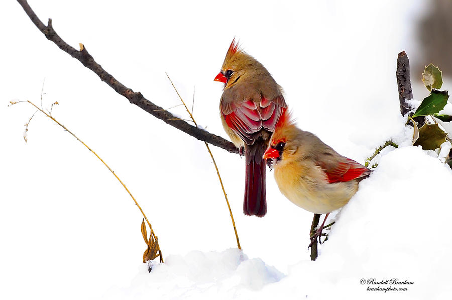 Bird Photograph - Two Females Posing as Cardinals by Randall Branham