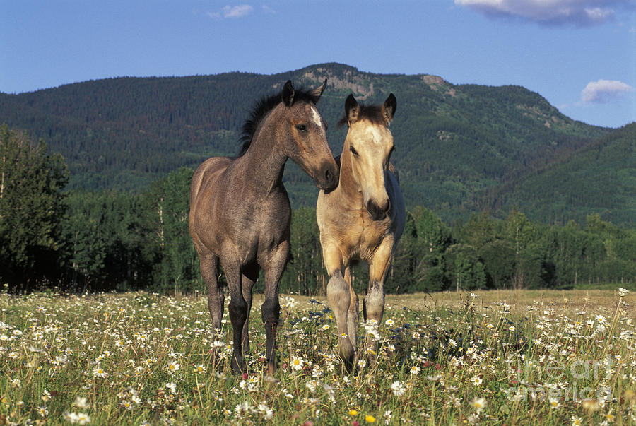 Two Fillies In Meadow Photograph by Rolf Kopfle