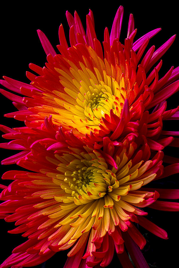 Two Fire Spider Mums Photograph by Garry Gay
