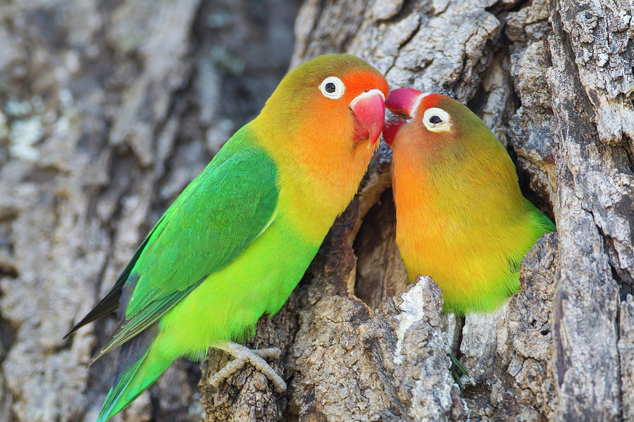 Lovebird Photograph - Two Fischers Lovebirds (agapornis by James Heupel