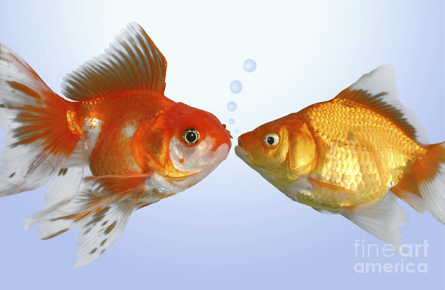 Fish Digital Art - Two Fish Kissing FS502 by MGL Meiklejohn Graphics Licensing