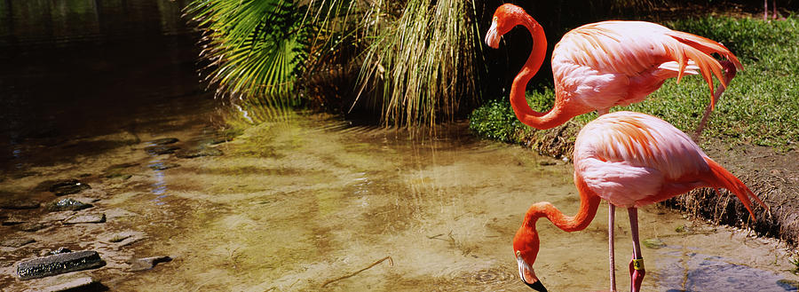 Flamingo Photograph - Two Flamingos By A Pond, Jungle by Animal Images