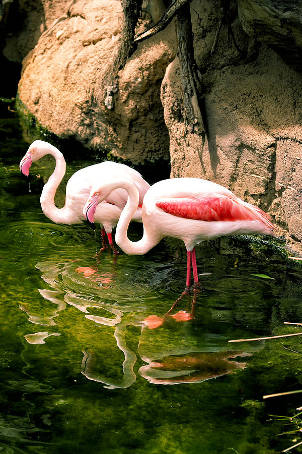 Flamingo Photograph - Two flamingos by Goyo Ambrosio