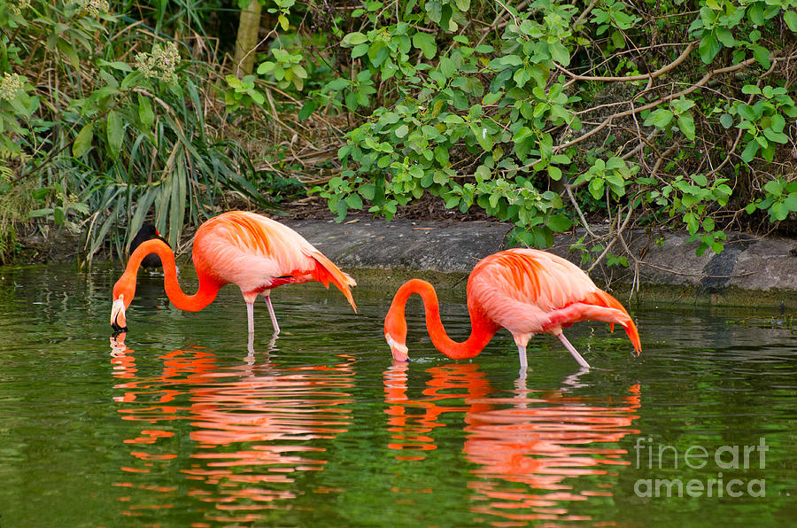 Two flamingos Photograph by Les Palenik
