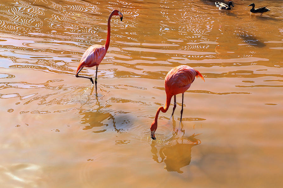 Two Flamingos Photograph by Viktor Savchenko