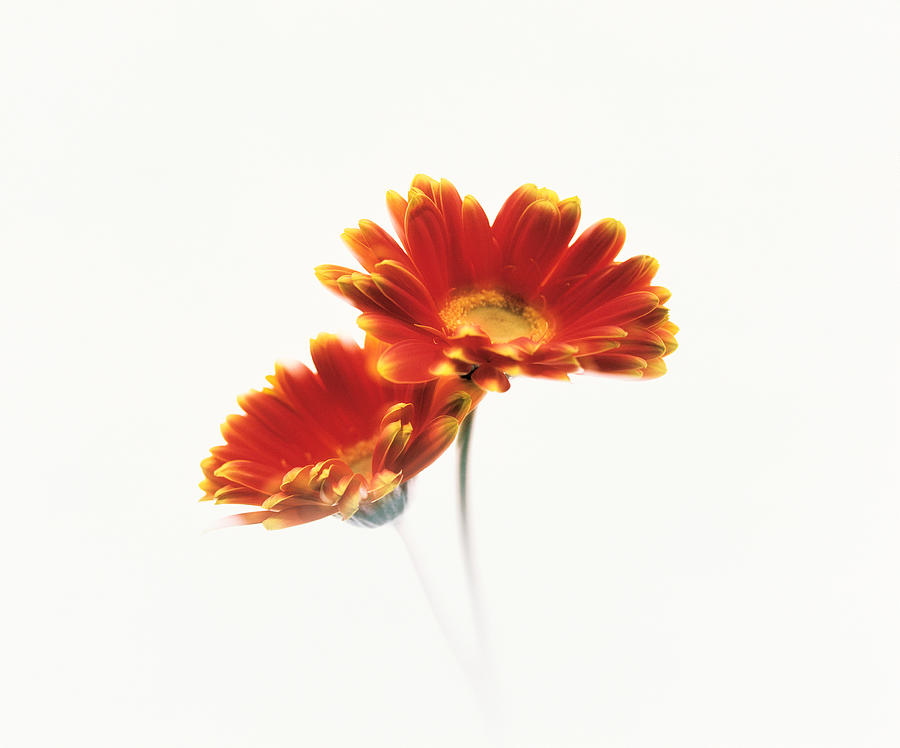 Still Life Photograph - Two Flowers Head Against White by Panoramic Images