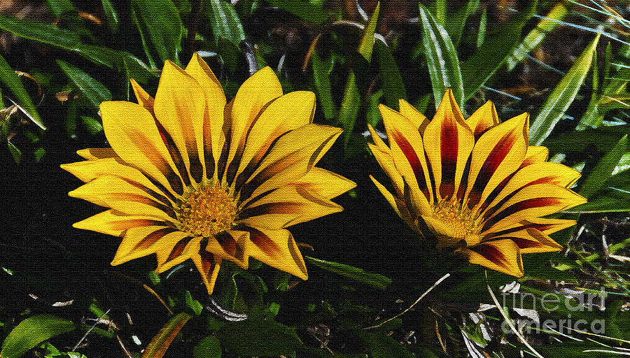 Two Flowers Digital Art by Pravine Chester