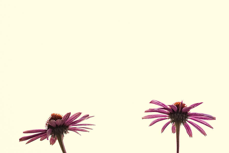 Two Flowers Digital Art by Susan Stone