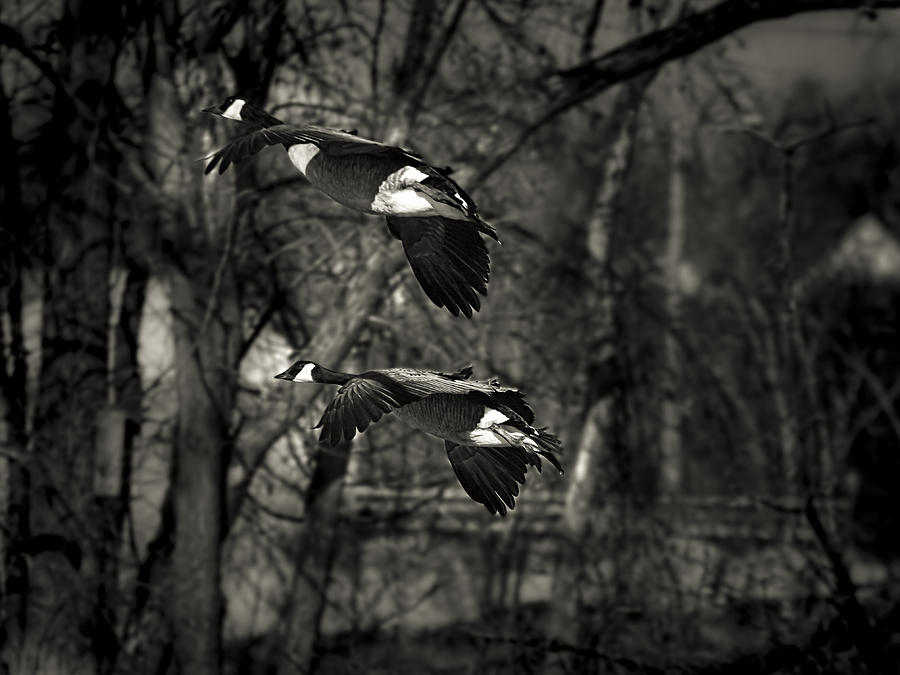 Goose Photograph - Two Flying Geese by Thomas Young