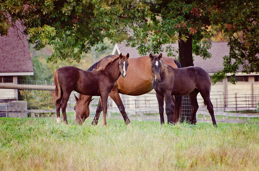Two Foals Photograph by Donna Doherty
