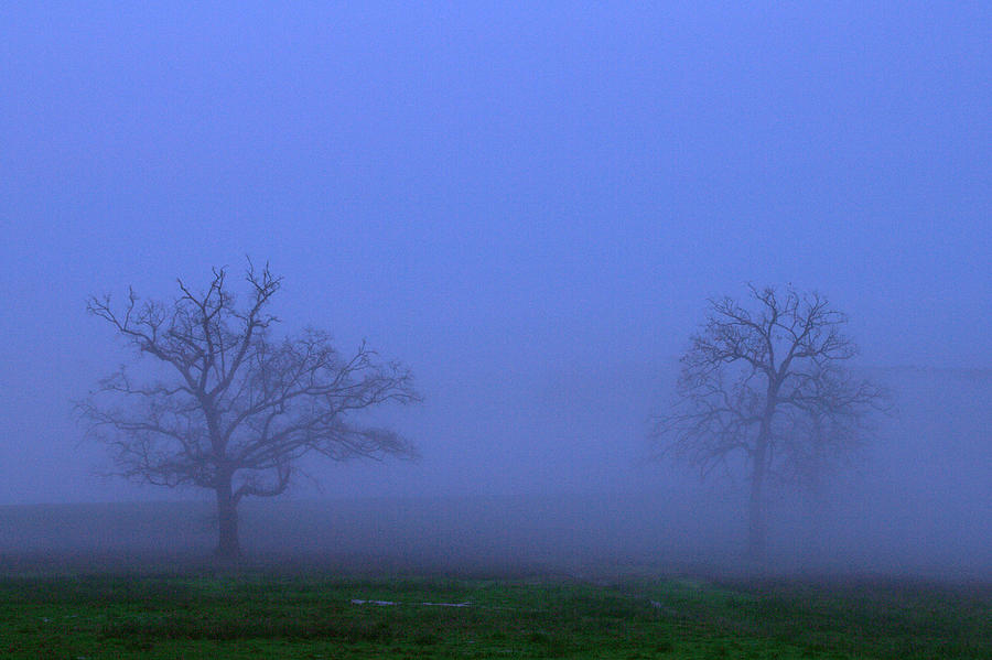 Tree Photograph - Two Foggy Trees by Brian Harig