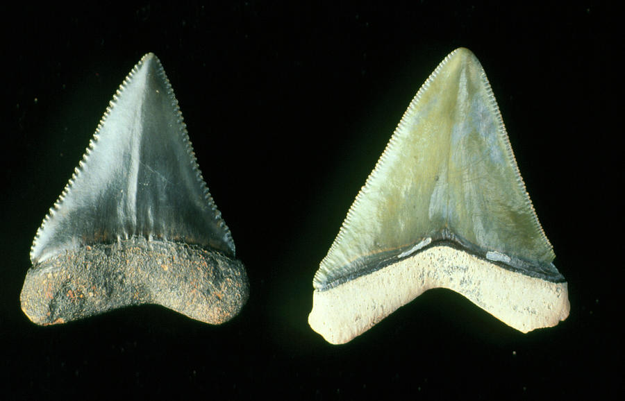Two Fossilised Teeth From A Great White Shark Photograph by Sinclair Stammers/science Photo Library