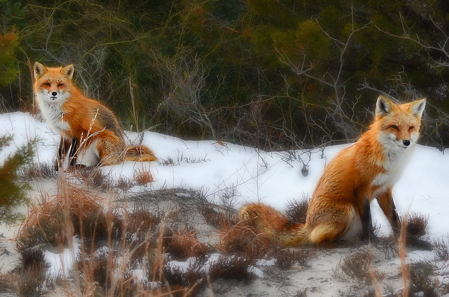 Two Foxes Photograph by Beth Venner