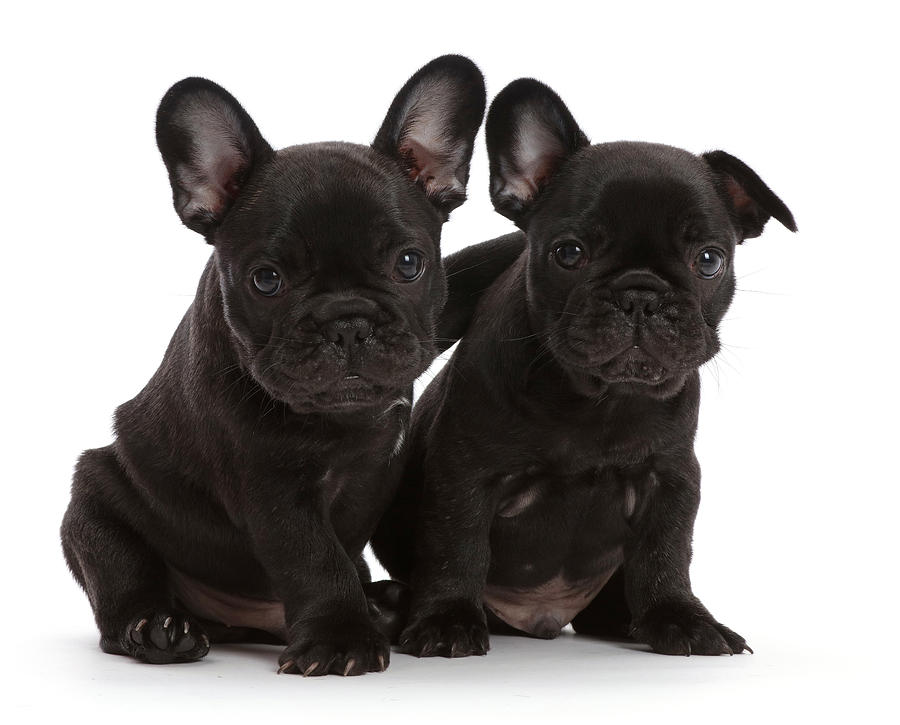Two French Bulldog Puppies, 6 Weeks Photograph by Mark Taylor - Fine ...