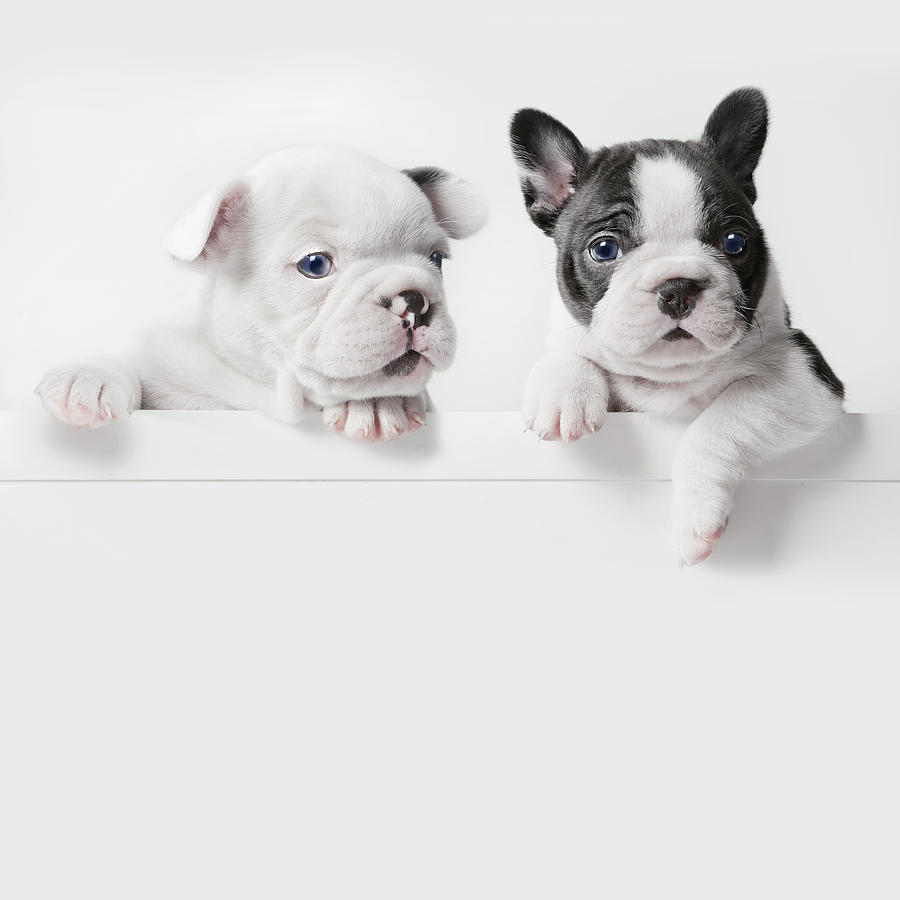 Two French Bulldog Puppies Peer Over A Photograph by Andrew Bret Wallis