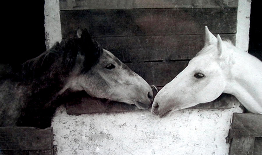 Two Friends for life Photograph by Colette V Hera Guggenheim