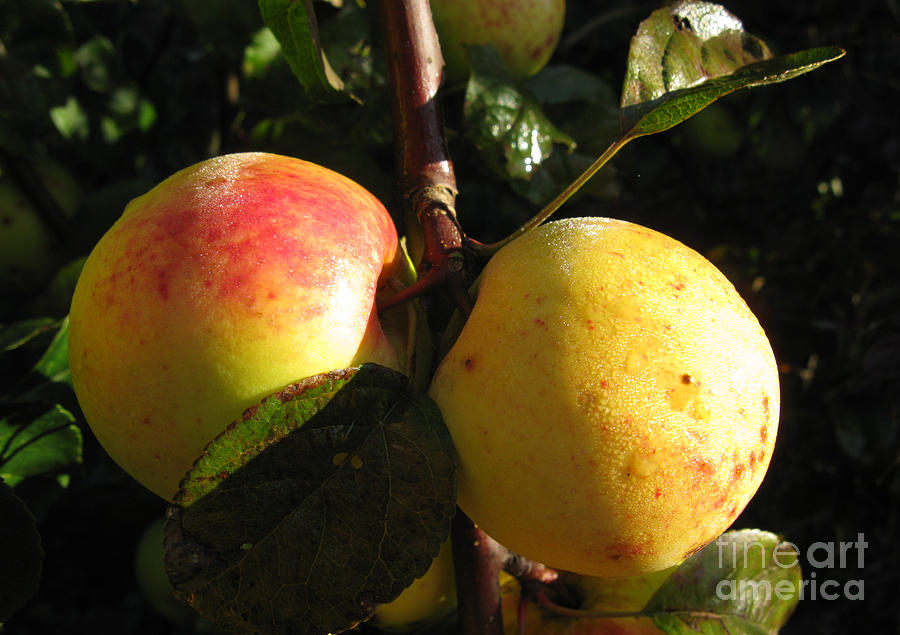 Fall Photograph - Two Frosty Apples by Ausra Huntington nee Paulauskaite