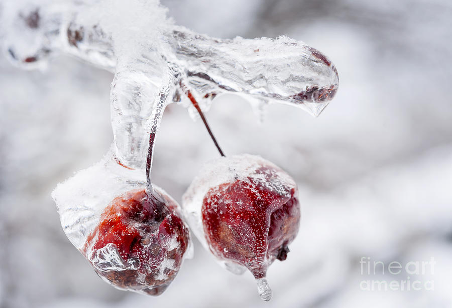 Two frozen crab apples  Photograph by Elena Elisseeva