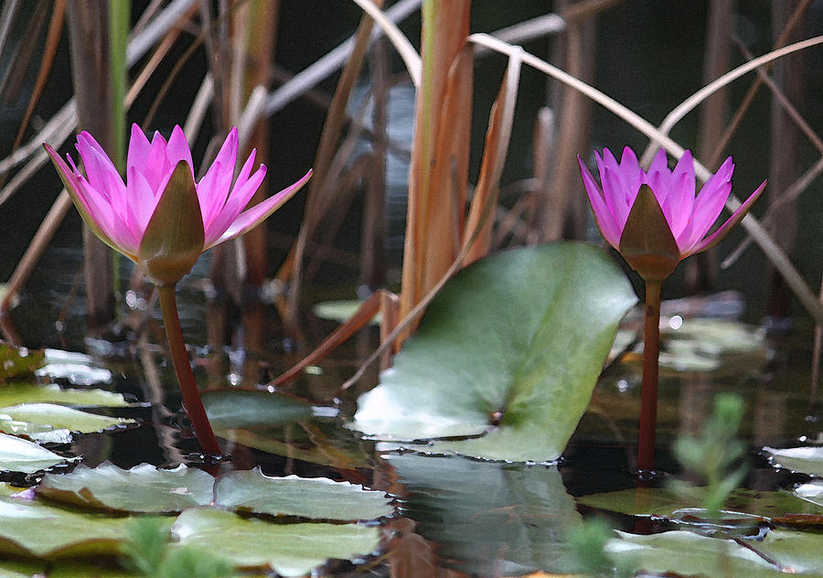 Two Fuchsia Water Lilies in Watercolor Photograph by Suzanne Gaff