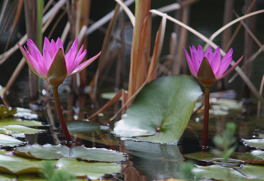 Two Fuchsia Water Lilies Photograph by Suzanne Gaff