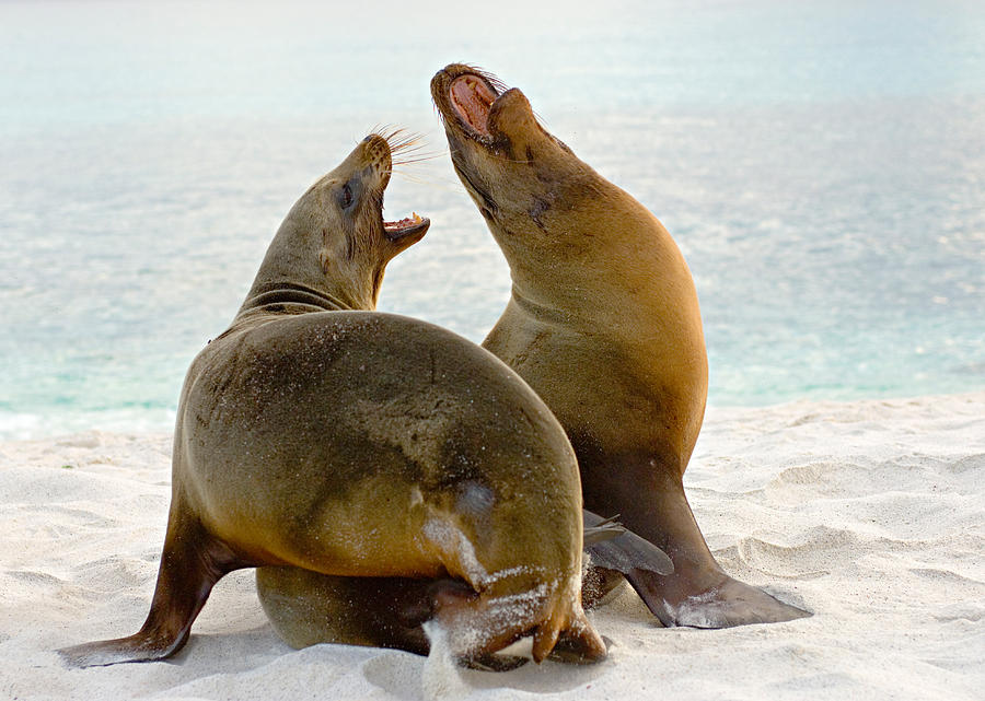 Wildlife Photograph - Two Galapagos Sea Lions Zalophus by Panoramic Images