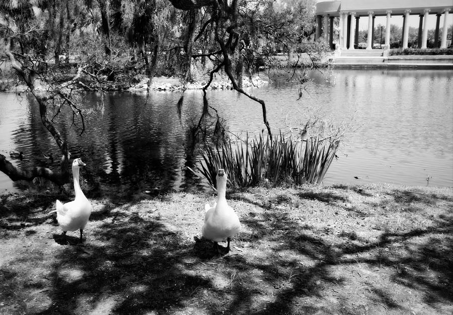 Two Geese - City Park BW Photograph by Beth Vincent