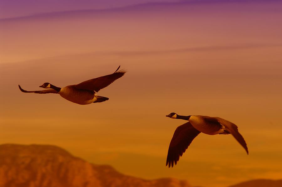Geese Photograph - Two Geese In Flight by Jeff Swan