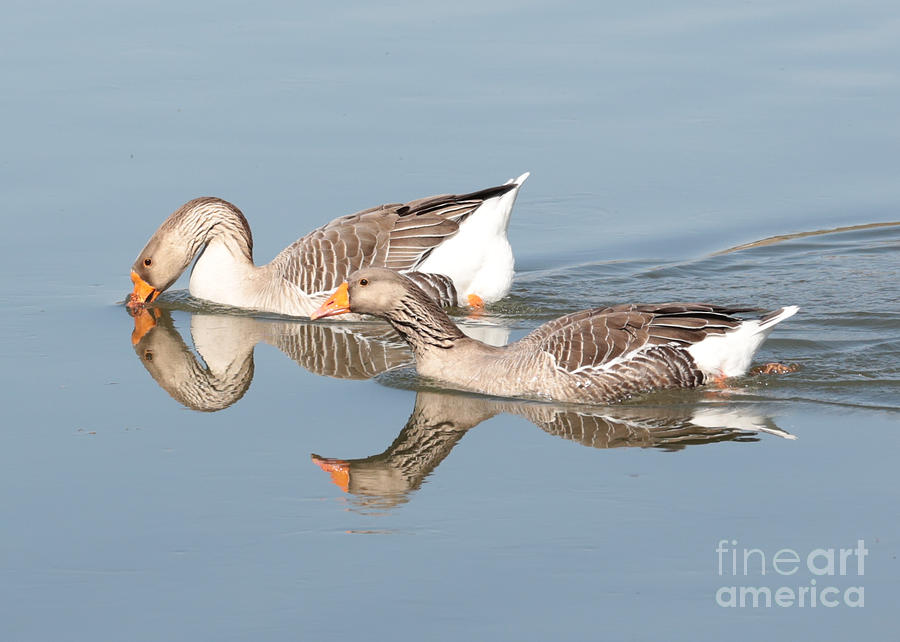 Two Geese Reflecting on Water Photograph by Carol Groenen