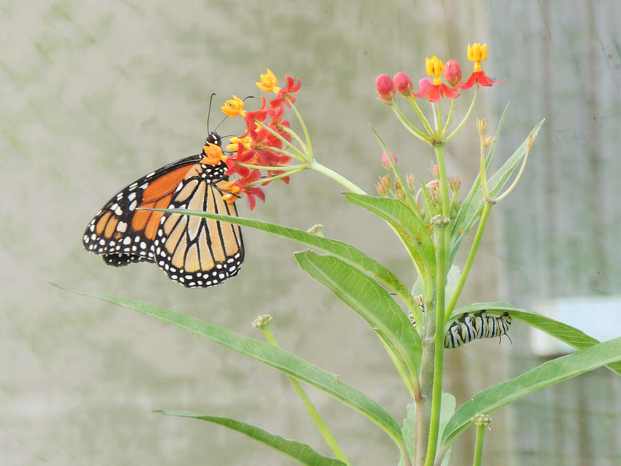 Butterfly Photograph - Two Generations by Jayne Wilson