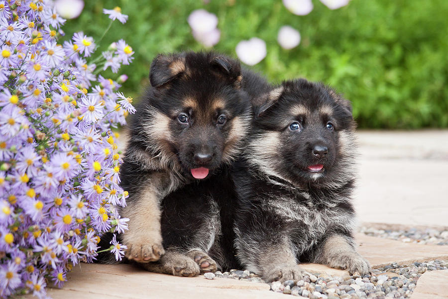 Two German Shepherd Puppies Sitting Photograph by Zandria Muench ...