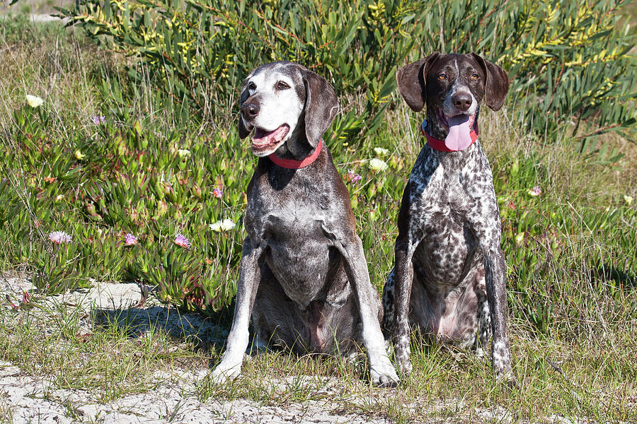 Two German Shorthaired Pointers Sitting Photograph by Zandria Muench ...