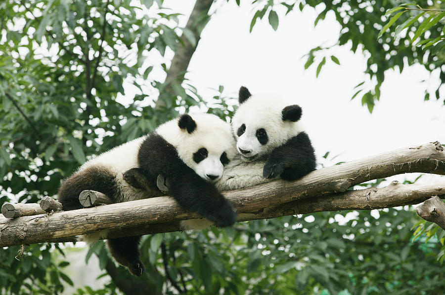 Two giant Pandas (Ailuropoda melanoleuca)in tree Photograph by Buena Vista Images