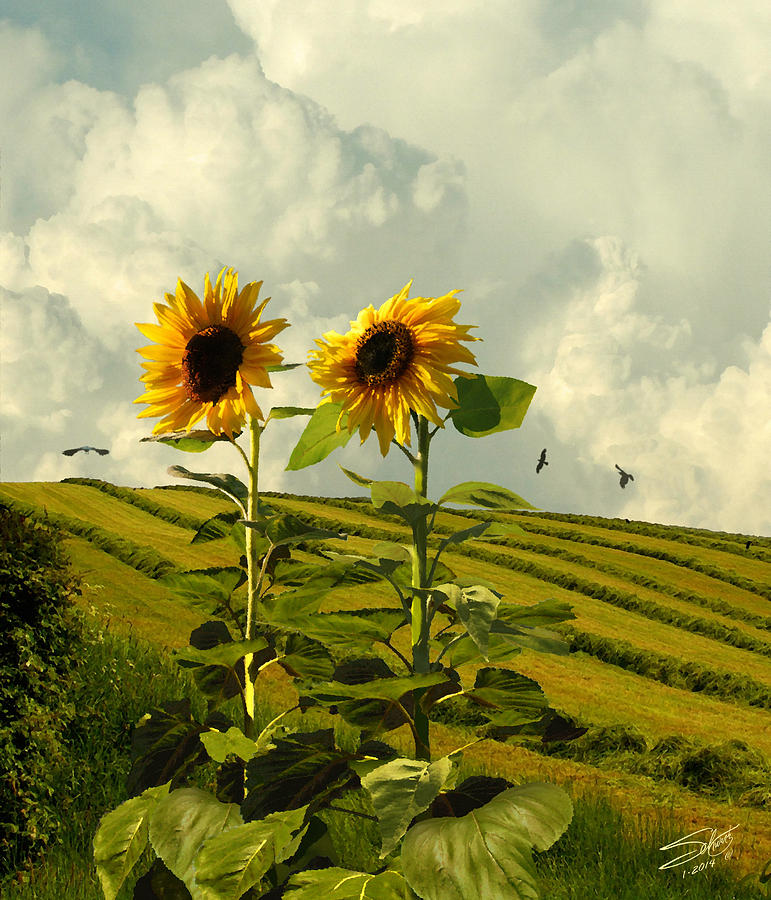 Two Giant Sunflowers Digital Art by M Spadecaller