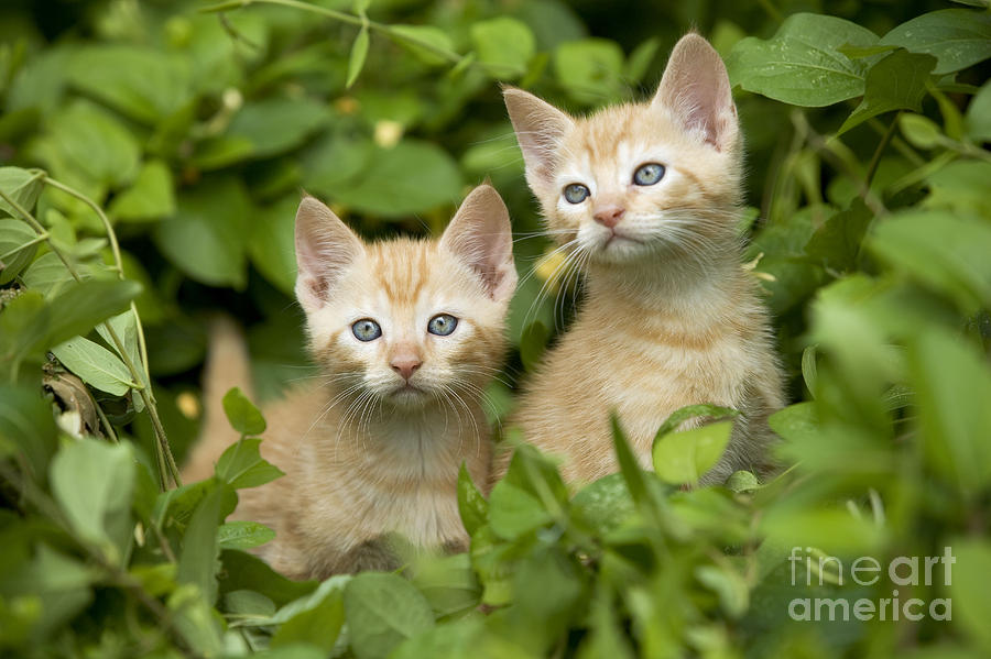 Two Ginger Kittens Photograph by Jean-Michel Labat - Fine Art America