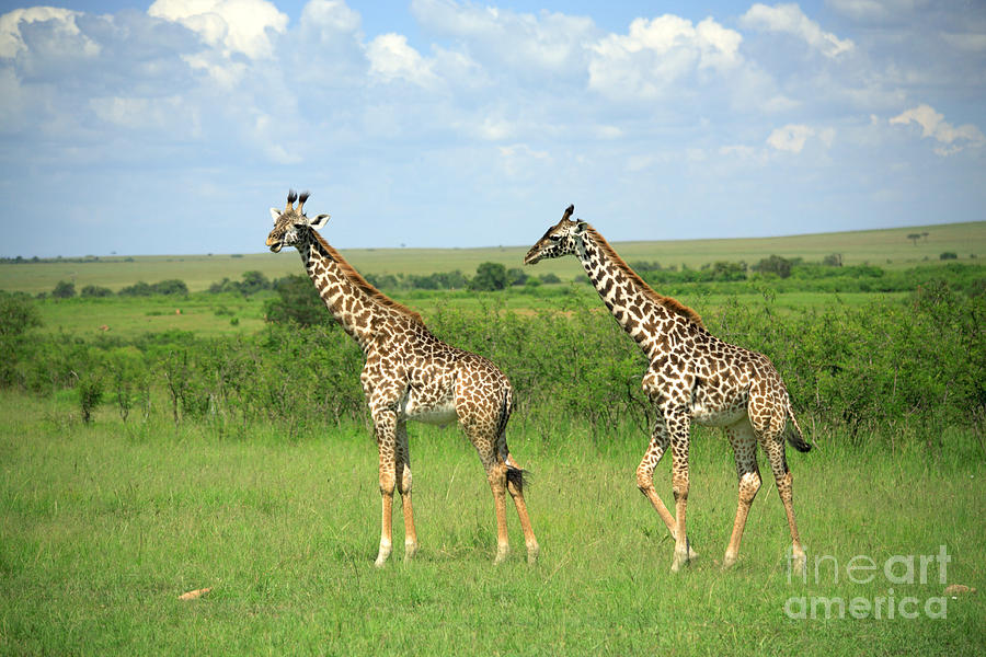 Tree Photograph - Two giraffe by Deborah Benbrook