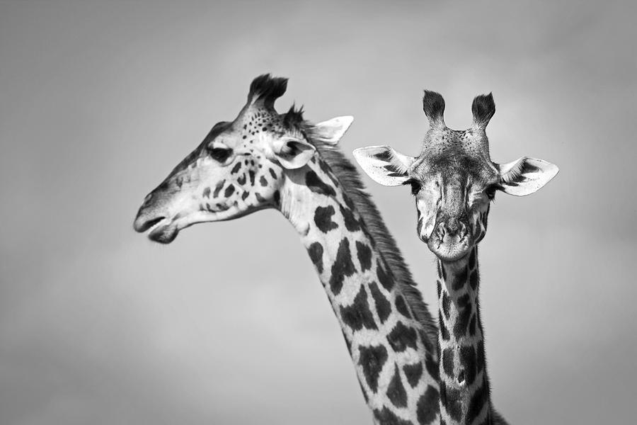 Two giraffe Photograph by WLDavies