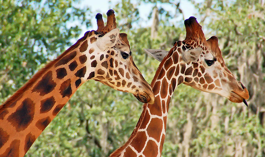 Two Giraffes Photograph by Aimee L Maher ALM GALLERY