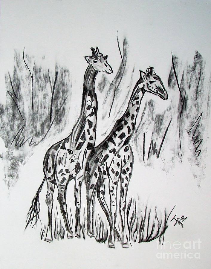Two Giraffes in Graphite Drawing by Janice Pariza