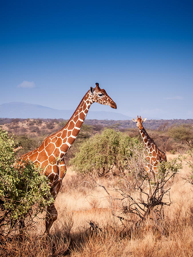 Two Giraffes Photograph by Jim DeLillo