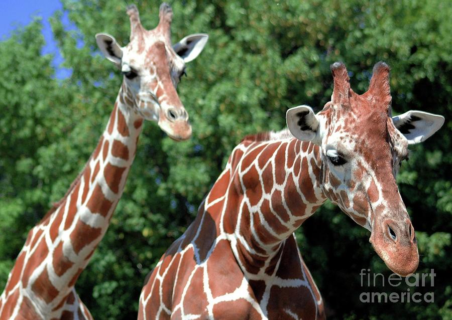 Abstract Photograph - Two Giraffes by Kathleen Struckle