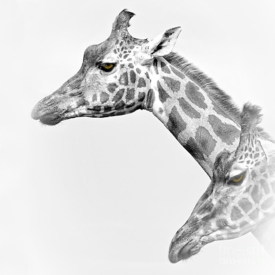 Wildlife Digital Art - Two Giraffes by Linsey Williams